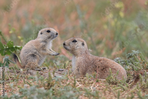 Black Tailed Prairie Dog, First Peoples Buffalo Jump State Park Montana photo