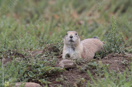 Black Tailed Prairie Dog, First Peoples Buffalo Jump State Park Montana photo