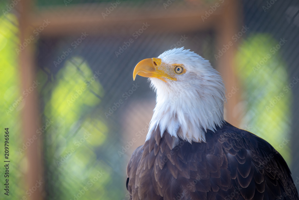 Obraz premium Bald Eagle