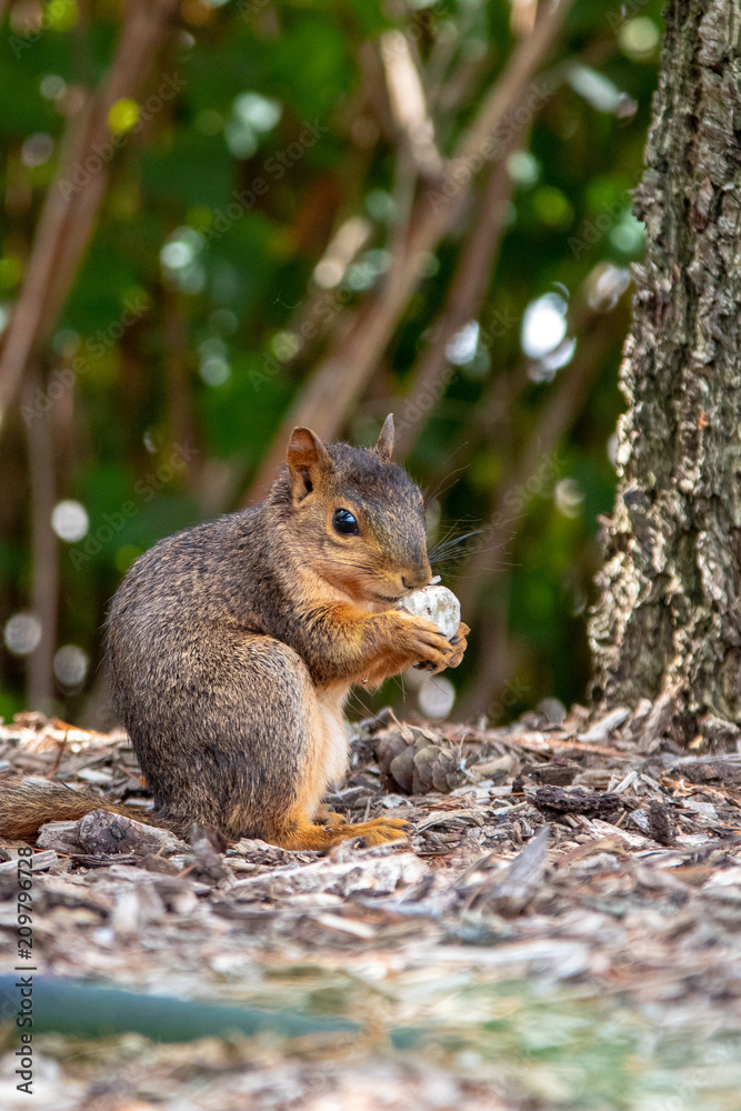Cute Squirrel Cute Squirrel