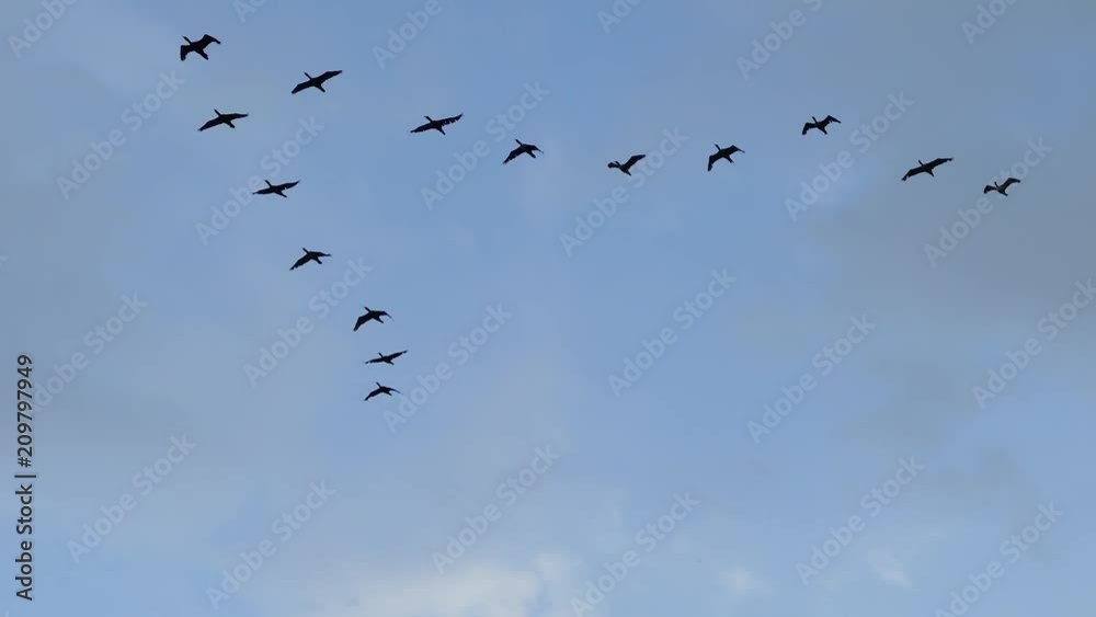 V-shaped flock of Cormorant birds flying on blue sky background V-shaped flock of Cormorant birds flying on blue sky background