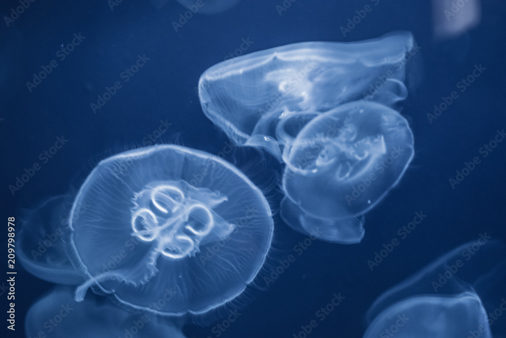 jellyfish in aquarium jellyfish in aquarium