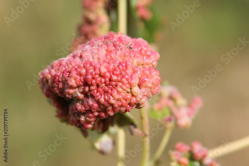 Gall caused by maple bladder-gall mite or Vasates quadripedes on Silver Maple (Acer saccharinum) leaf photo