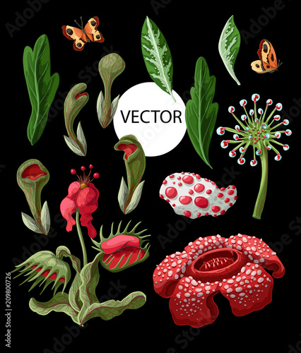 Plant predators such as Venus flycatcher, sundew and others. Unique flowers botanical illustration.