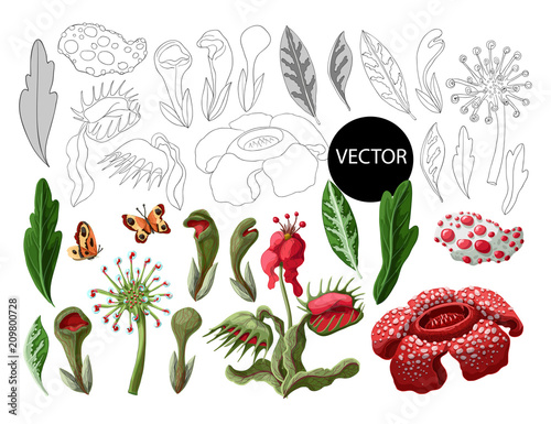 Plant predators such as Venus flycatcher, sundew and others. Unique flowers botanical illustration.