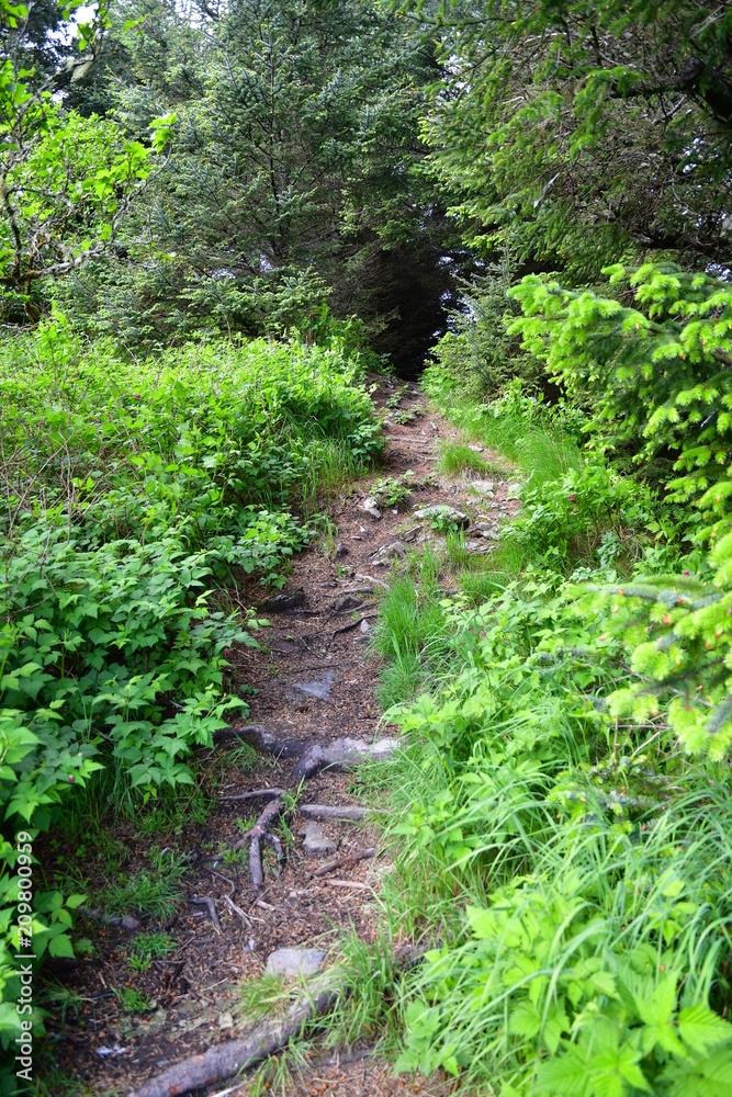 Mountain trail Mountain trail