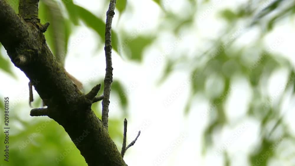 Baby heron climbing up a tree branch during minor rainfall Baby heron climbing up a tree branch during minor rainfall