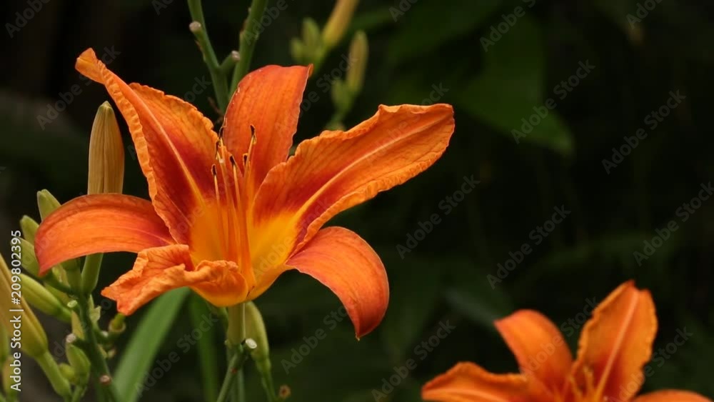 Red daylily flower blooming outside in the garden Red daylily flower blooming outside in the garden