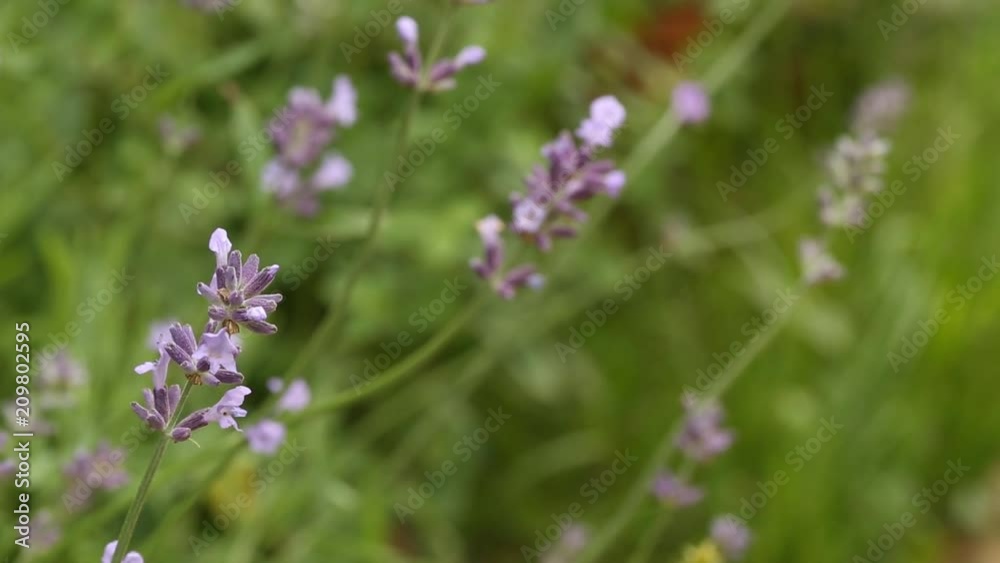Violet lavender flower close up macro outside in the garden Violet lavender flower close up macro outside in the garden