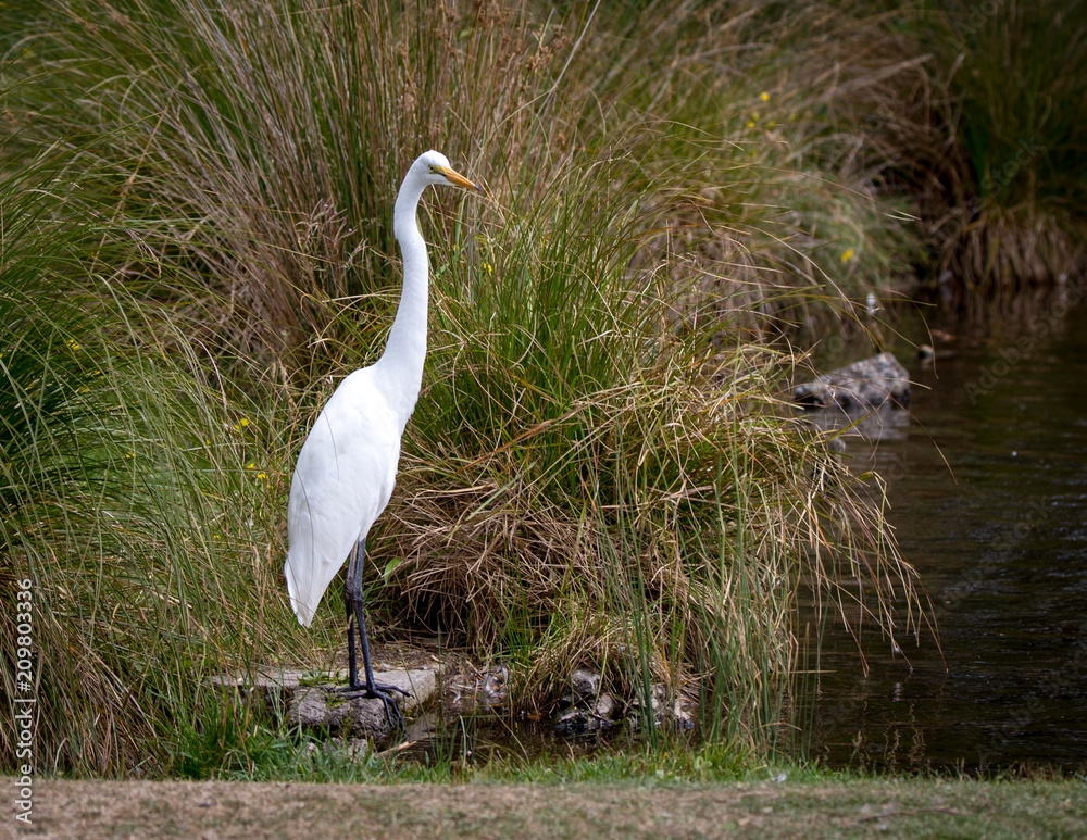 Fototapeta premium White heron looks around before fishing in the lake