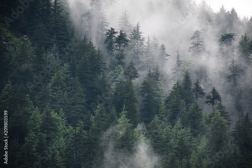 Fototapeta Naklejka Na Ścianę i Meble -  Fog between the trees 
