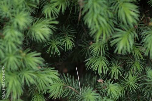 Young Pine Needles