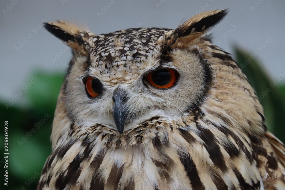 Fototapeta premium ふくろう