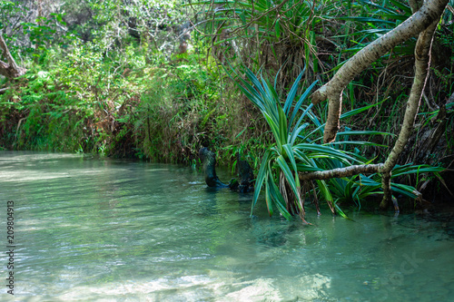 freshwater stream  Eli Creek  Fraser Island