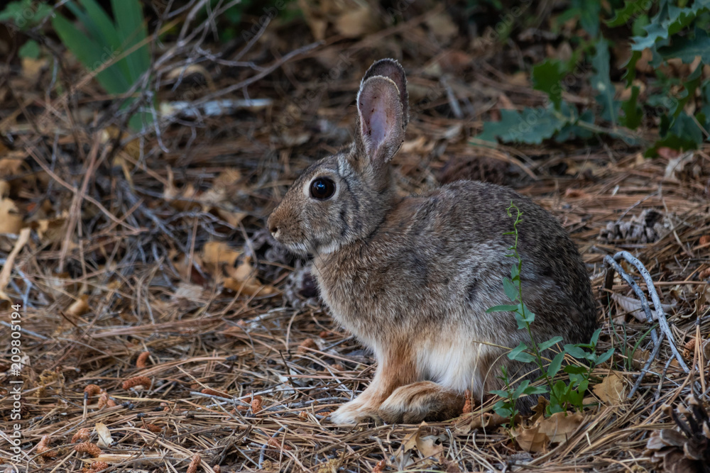 Fototapeta premium Wild Rabbit