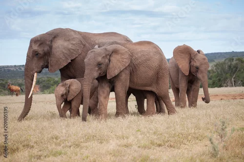 Fototapeta na wymiar African elephant family with small baby