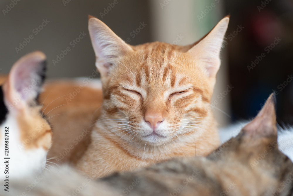 Ginger cat close eyes and sleeping with other cats