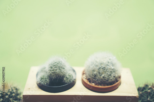 Cactus in ceramic pot on a ...