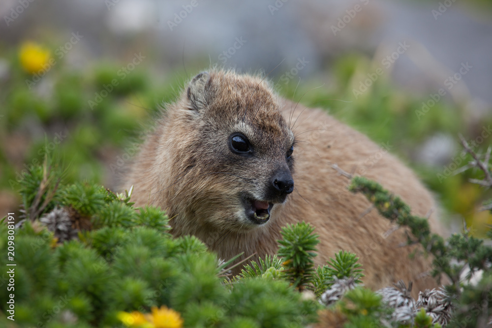 Fototapeta premium Wild marmot hyrax in south africa