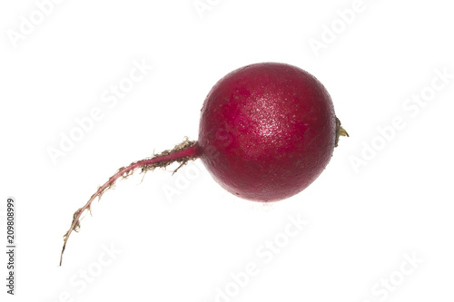 radish isolated on white background