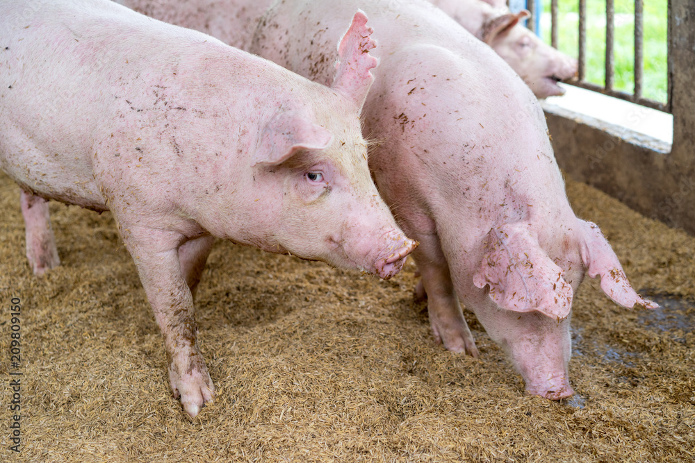 Cute little piglets on the farm, happy pigs on pig farm, mini pigs farm, selective focus. Cute little piglets on the farm, happy pigs on pig farm, mini pigs farm, selective focus.