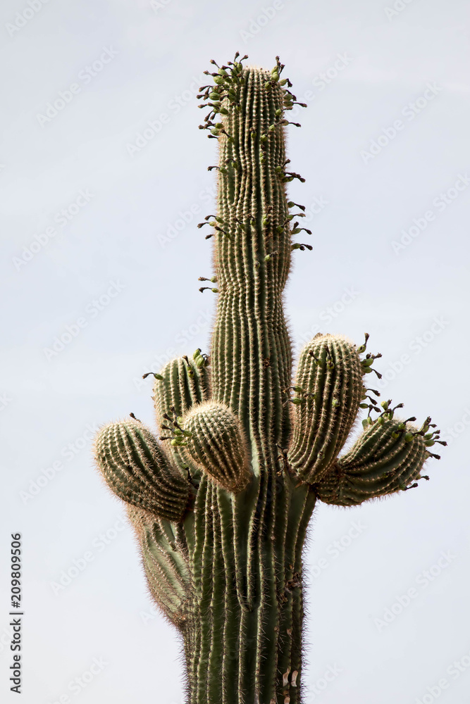 Saguaro cactus with fruits in Phoenix, Arizona