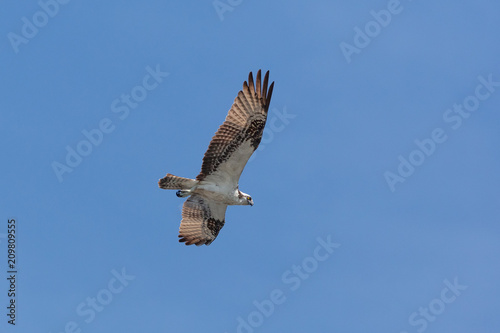 Osprey In Flight 3
