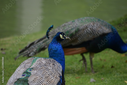Peacock headshot with peacock in background