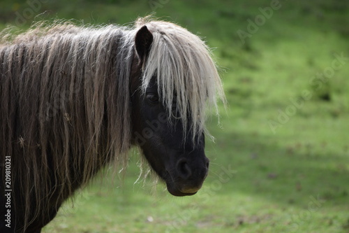 Horse headshot in nature