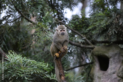 Squirrel moneky on tree