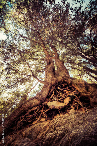 Up the roots of the tree © Justin