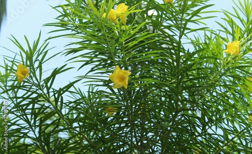 Cascabela thevetia or yellow oleander