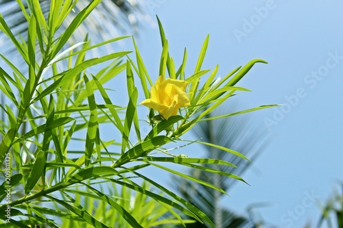 Yellow  Cascabela thevetia (Thevetia peruviana) flower in bloom against sky background.Its leaves are willow-like, linear-lanceolate, and glossy green in color. Also known as Kaneir or Kaner in India. photo
