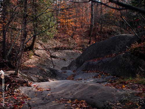 Autumn forest rocks and leaves