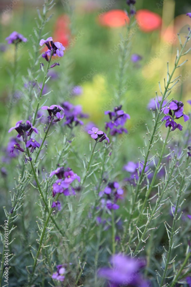 Obraz premium flower