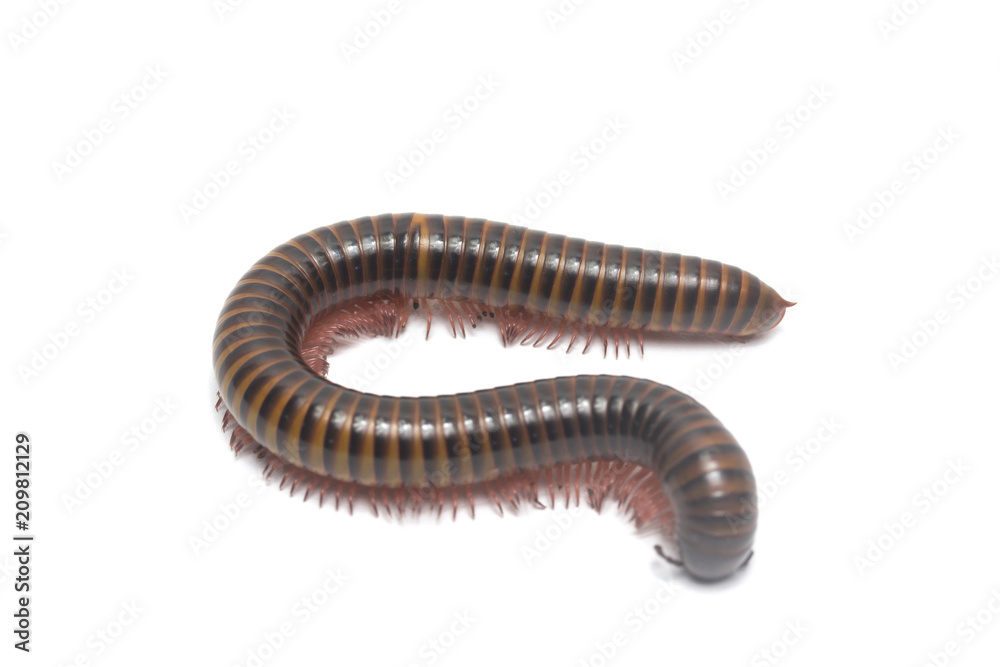 Big millipede isolate on white background
Big millipede isolate on white background