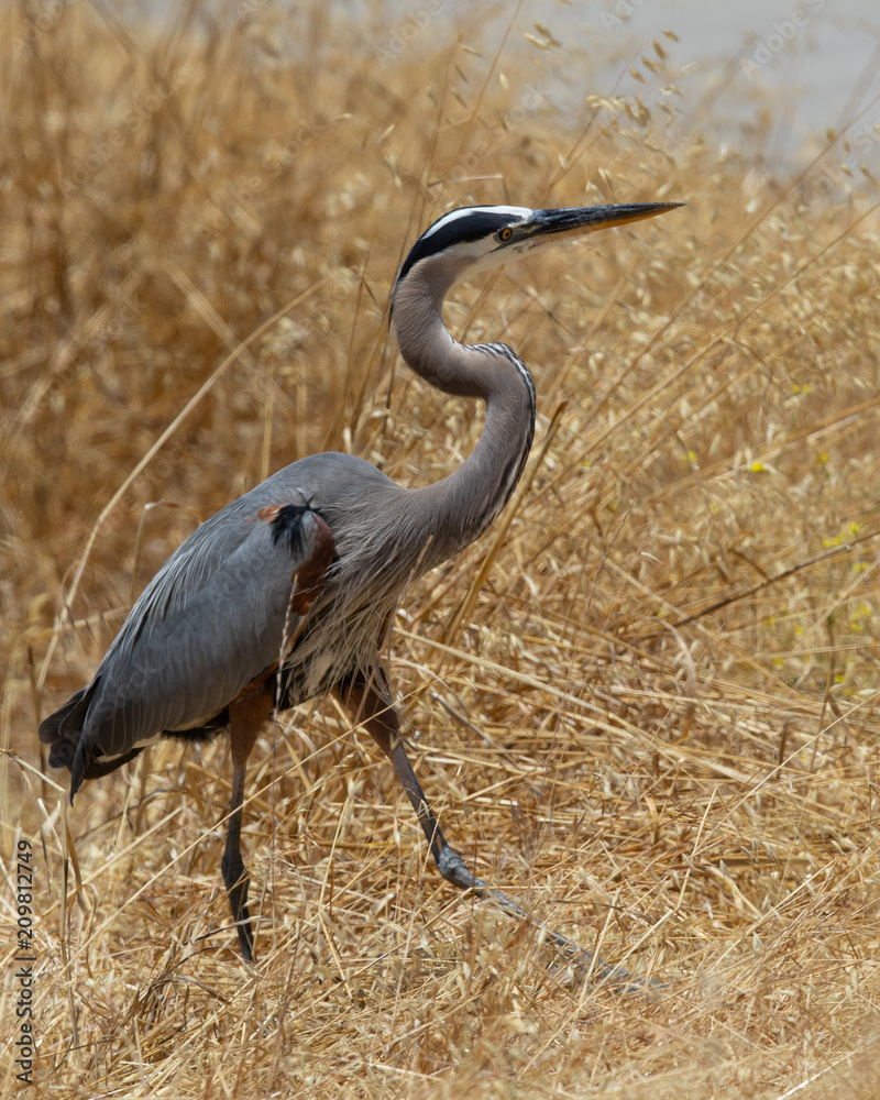 Obraz premium Great blue heron, seen in the wild in North California 
