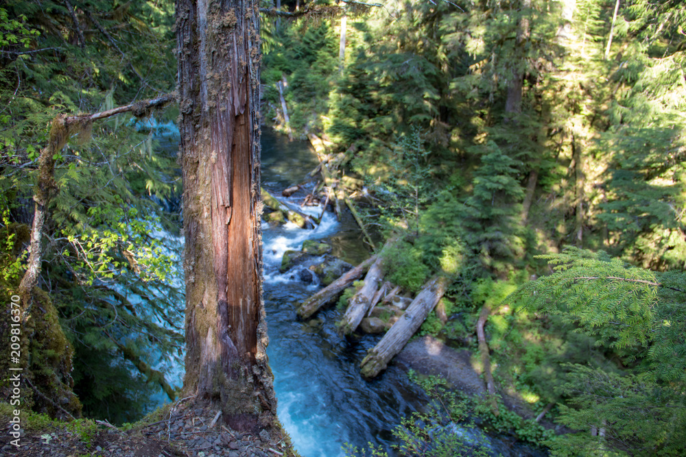 Fototapeta premium Oregon Waterfall