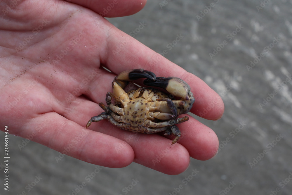 The jaguar round crab (Xantho poressa) on a female hand against a background of a sea coast close-up.