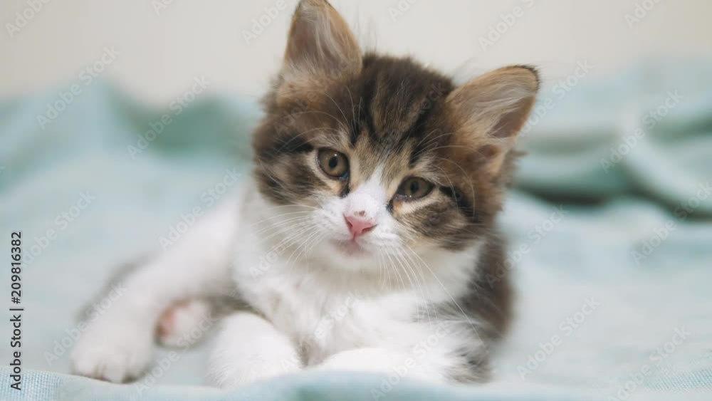 little fluffy cute funny kitten portrait indoors. cute a little kitten. kitten pet cat concept little fluffy cute funny kitten portrait indoors. cute a little kitten. kitten pet cat concept