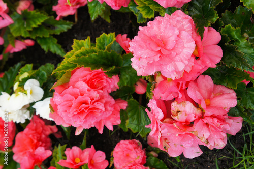 Begonia sweet spice pink flowers with green