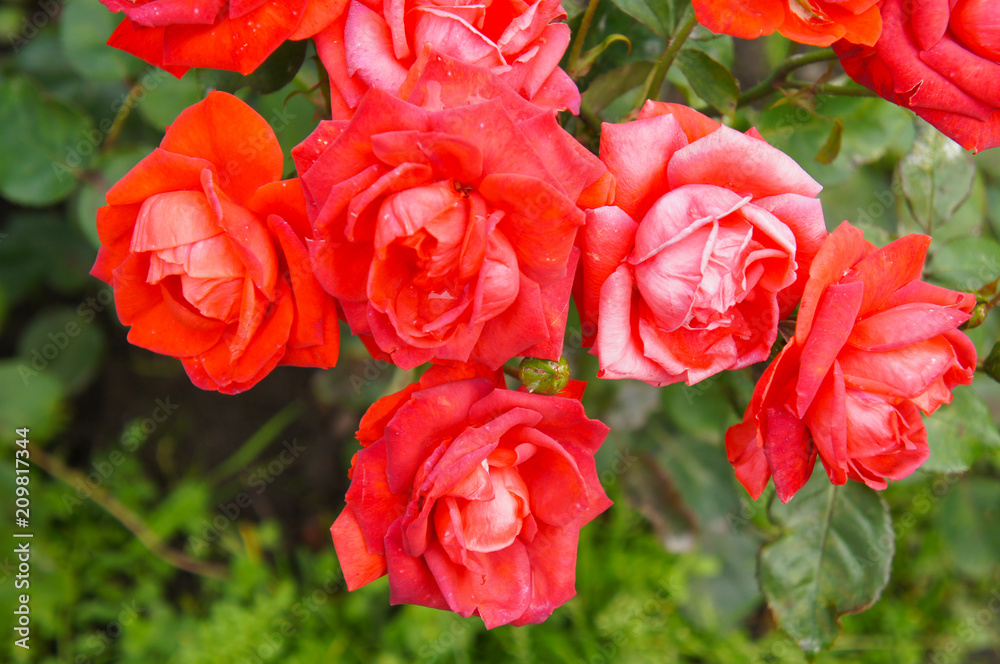 Kordes brillant scarlet red rose many flowers with green Kordes brillant scarlet red rose many flowers with green
