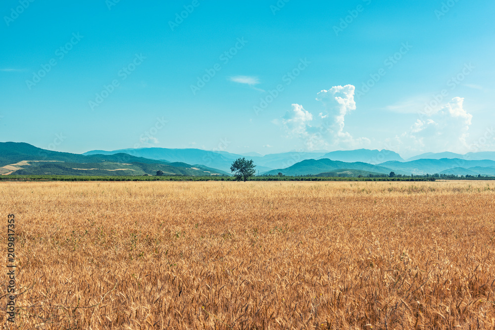 Farm wheat fields