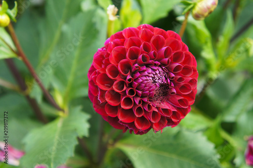 Fototapeta Naklejka Na Ścianę i Meble -  Black tucker dahlia red pompom flower head with green background