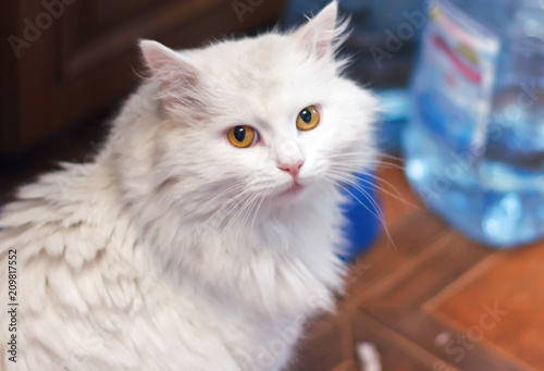 Canvas Print home white cat breed of the Turkish angora sitting