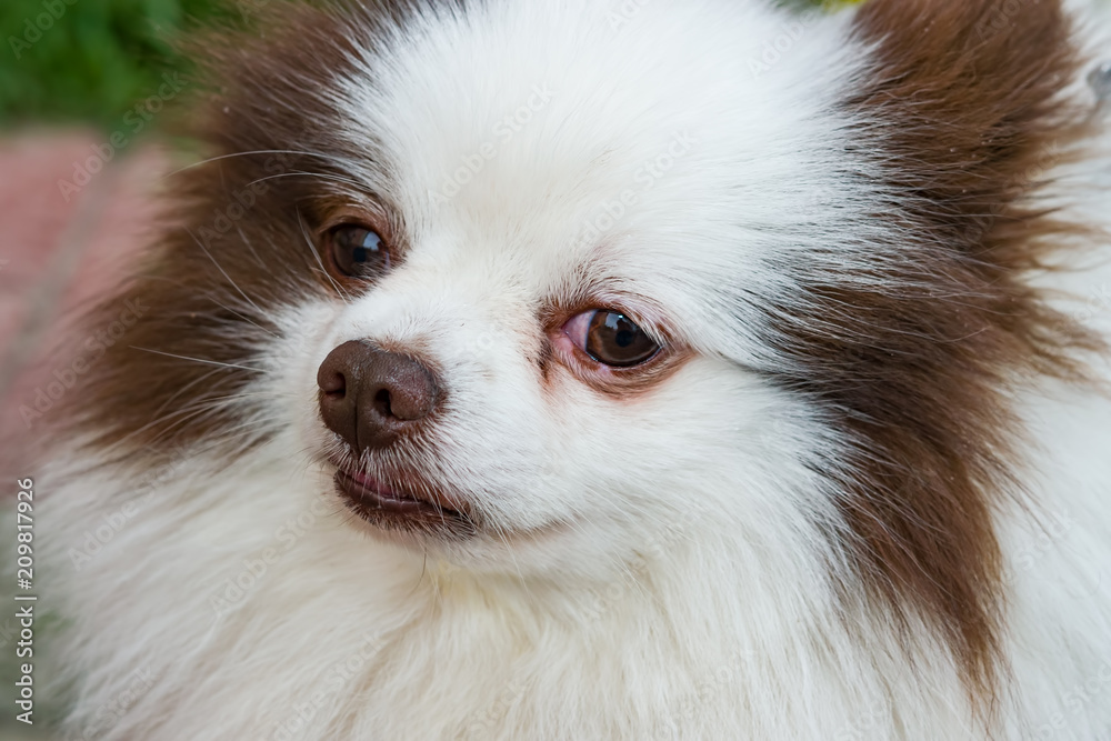 Pet cute fluffy Pomeranian breed dog white with brown spots close-up
Pet cute fluffy Pomeranian breed dog white with brown spots close-up