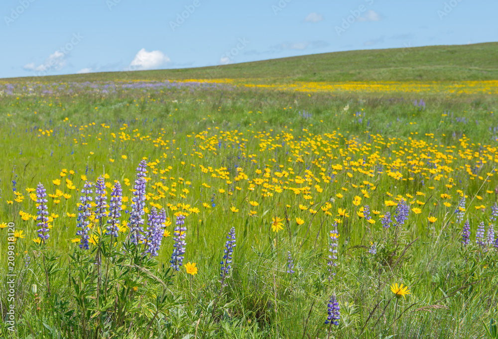 Φωτογραφία A field of colorful wildflowers in northeast Oregon