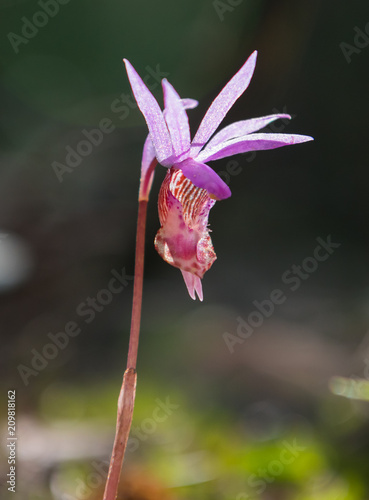 Close-up of a rare wild orchid, Calypso bulbosa, in the Wallowa Whitman National Forest of northeast Oregon photo