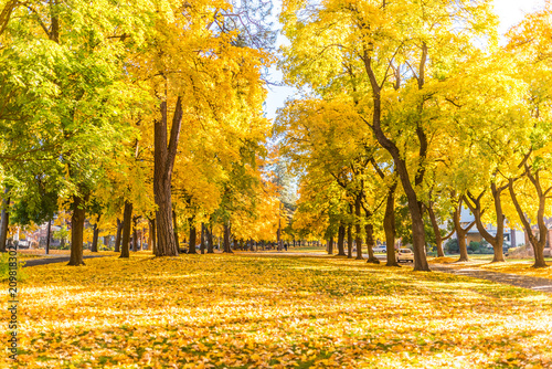 Tree Tunnel of Fall Colors