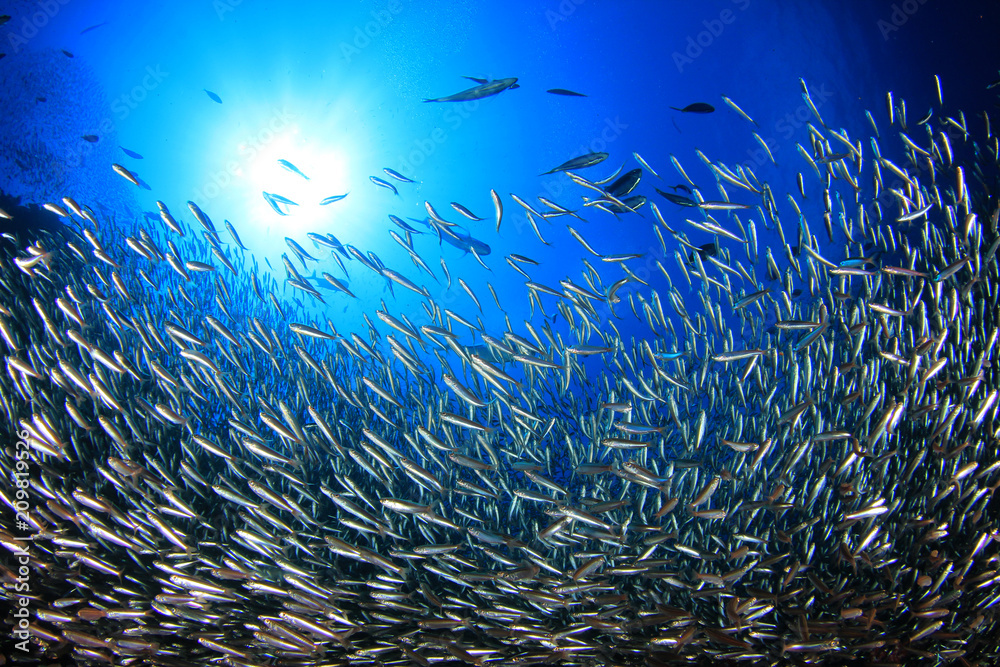 Fototapeta premium Sardynki ryby pod wodą
